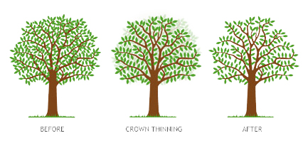 Crown Thinning